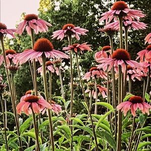 Meet your Posher, Corrina